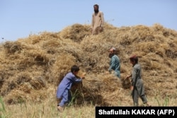 Avganistanski poljoprivrednici skupljaju snopove žetve pšenice na polju u okrugu Kama u istočnoj provinciji Nangarhar. (arhivska fotografija)