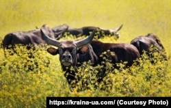 Черга до заповідників в окупантів дійшла от фактично у 2023 році