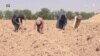د هېلمند کروندګر وايي د کوکنارو پر ځای د پنبې کښت تاواني دی