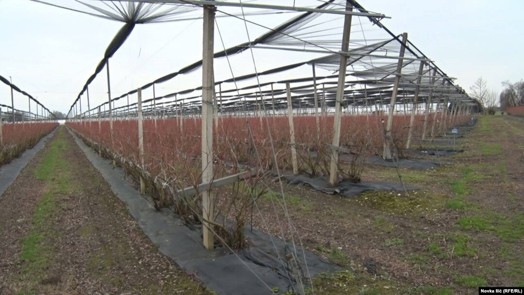 U Sloveniji je sve "pod konac", utisak je poljoprivrednika iz Užica