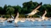 Pelicanii din Delta Dunării sosesc în România în martie-mai și pleacă în septembrie-octombrie. Imagine de pe lacul Furtuna, în zona centrală din Delta Dunării, județul Tulcea, 26 august 2021. 