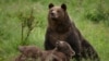 Urs rezervația de urși ”Libearty” din Zărnești, județul Brașov