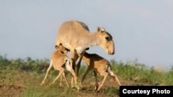 The distinctive-looking saiga antelope, with its bulging eyes and tubular snout, is listed as critically endangered, with an estimated 50,000 or so roaming the Eurasian steppe after years of unrestricted hunting following the Soviet collapse.