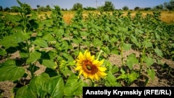 Більшість культур неможливо вирощувати на Херсонщині без зрощення