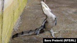 Aligator u Budvi