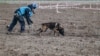 Bosnian dogs demining Ukraine