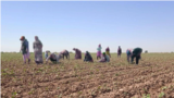 Turkmenistan - Cotton harvest, unknown location