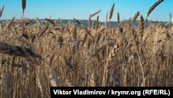 В уряді кажуть: минулорічні запаси треба експортувати, аби звільнити сховища для врожаю зернових цього року
